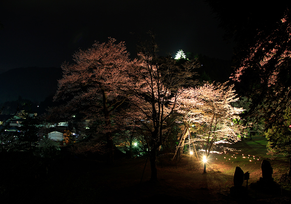 郡上八幡城の夜桜祭り